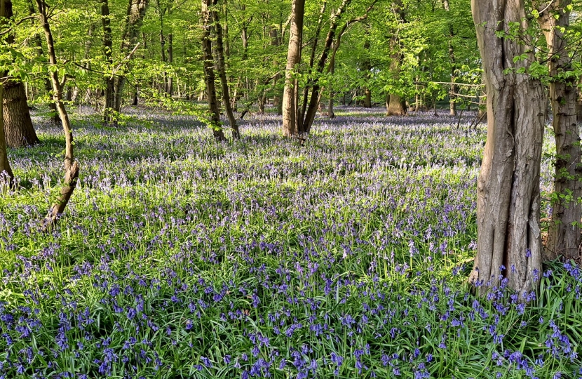 Astonbury Woodland