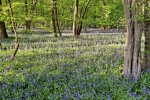 Astonbury Woodland