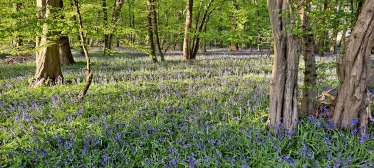 Astonbury Woodland